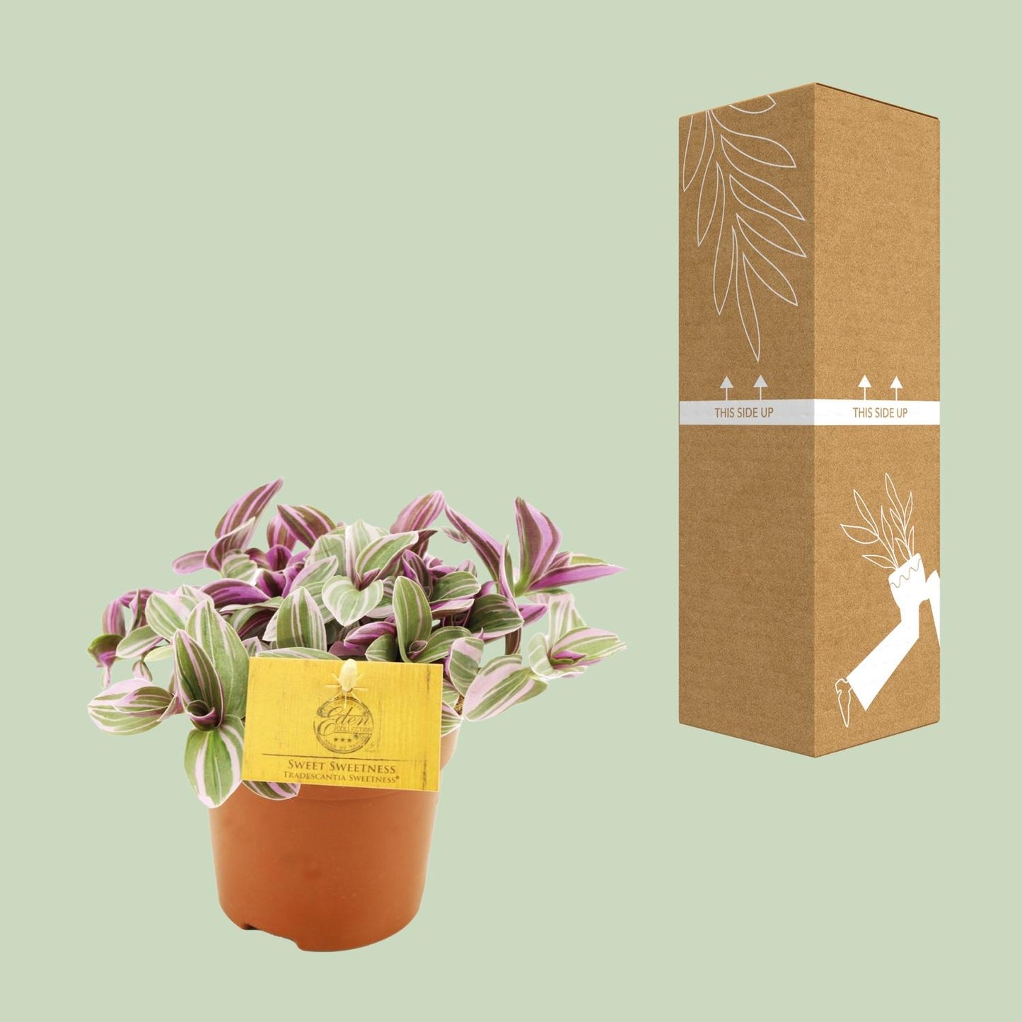 🌿 Tradescantia Sweetness | Makkelijke Hangplant