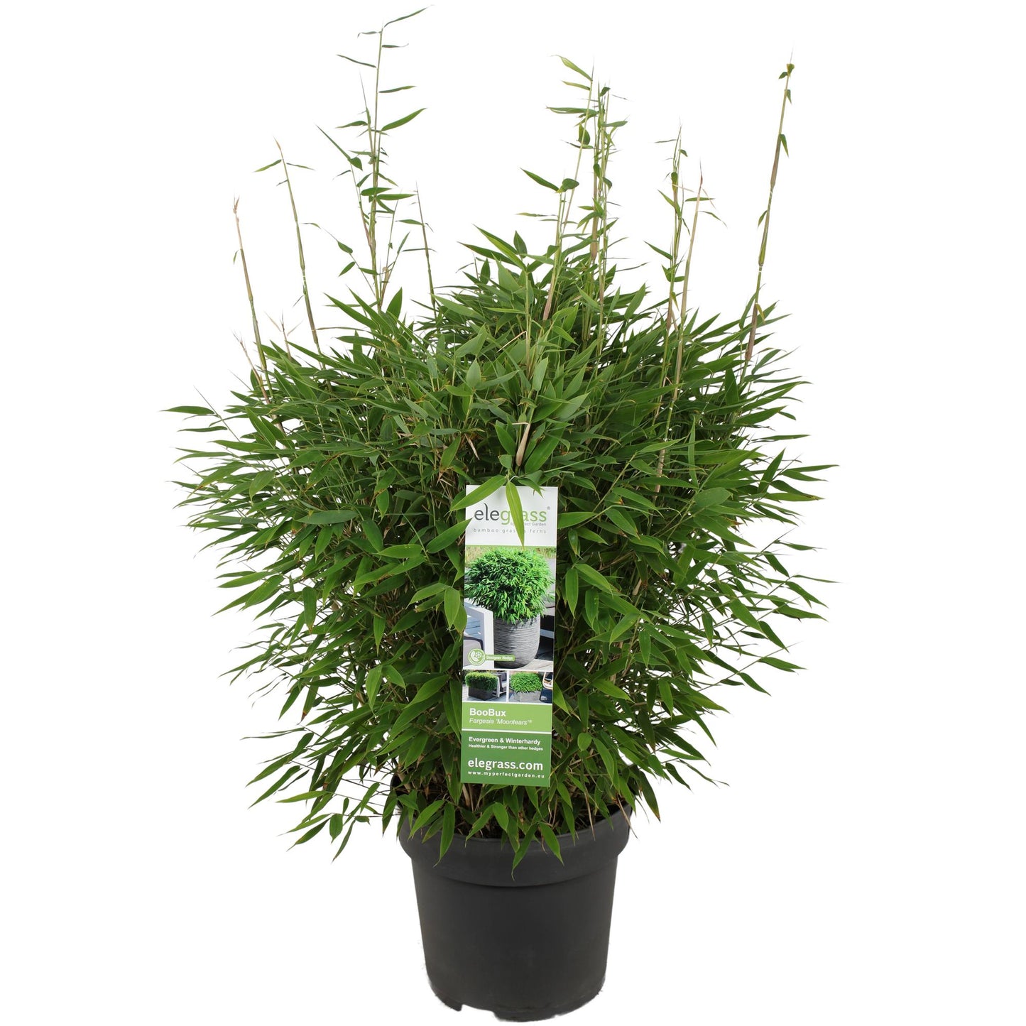 🎋 Fargesia ‘Moontears’® – Compacte Niet-woekerende Bamboe