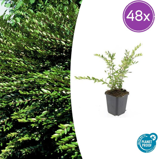 🌿 Lonicera pileata 'Purple Pearl' | Bodembedekker (48 Stuks)