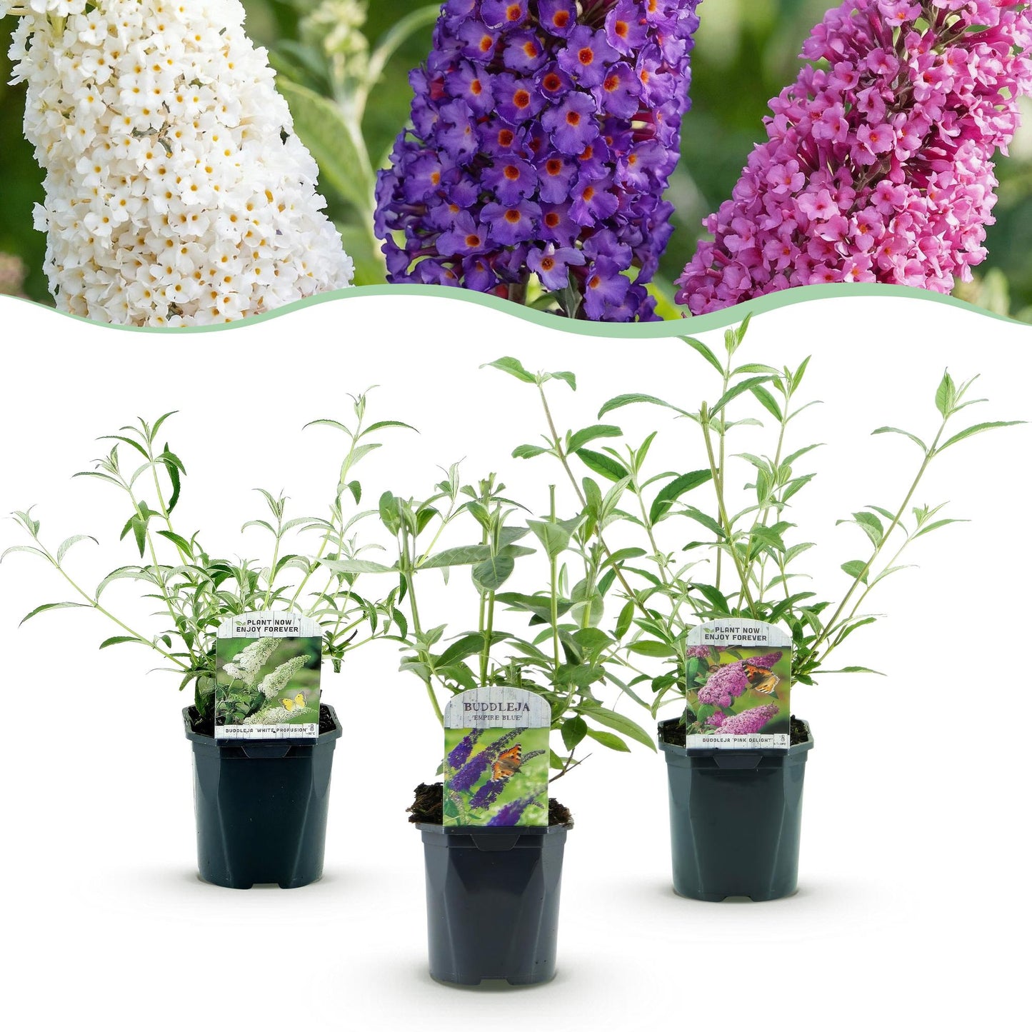 🦋 Buddleja davidii ‘Tricolour’ – Vlinderstruik Mix | (3 stuks)