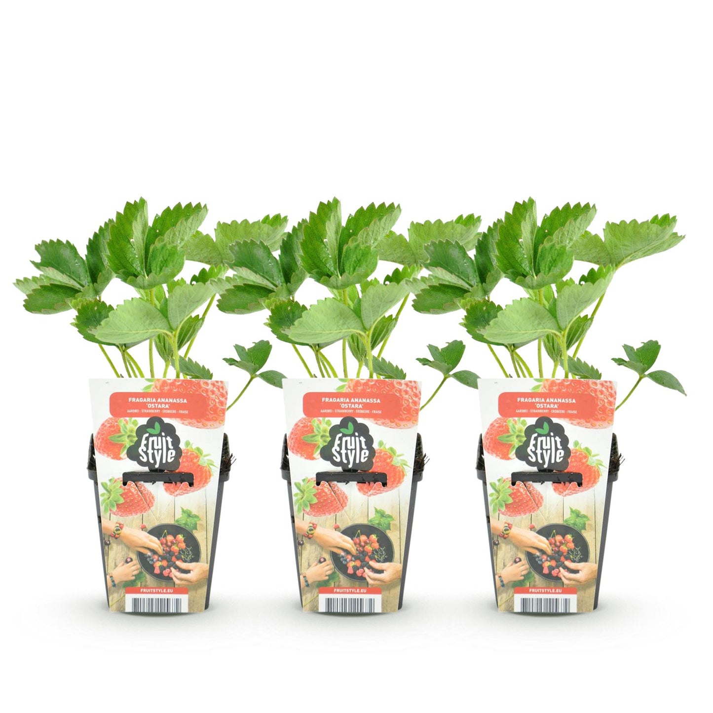 🍓 Aardbeiplant ‘Fragaria Maxim’ – Grote Rode Aardbeien | (3 stuks)