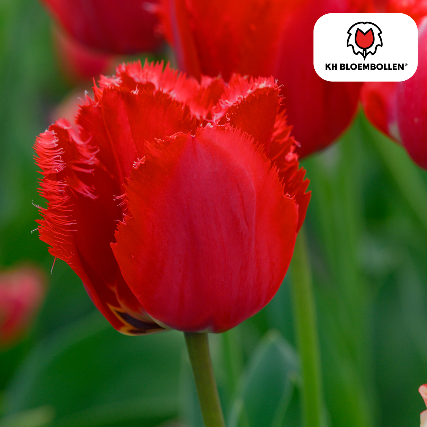 🌷 Tulpenbollen ‘Masterpeace’ – Rode Tulp met Kartelrand (20 Stuks)