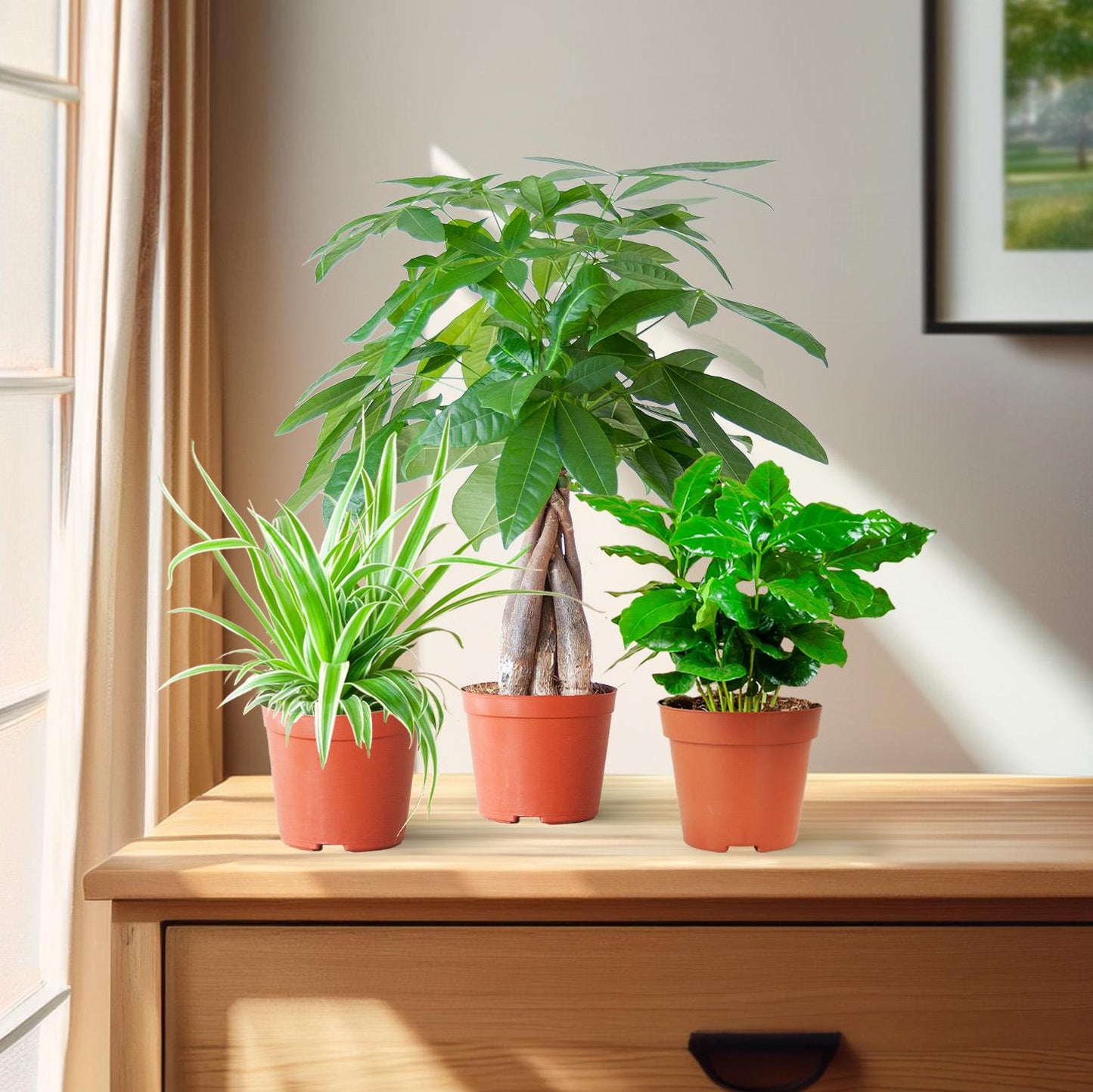 🐾 Diervriendelijke Plantenbox – Klein Zonder Sierpot (3 stuks)