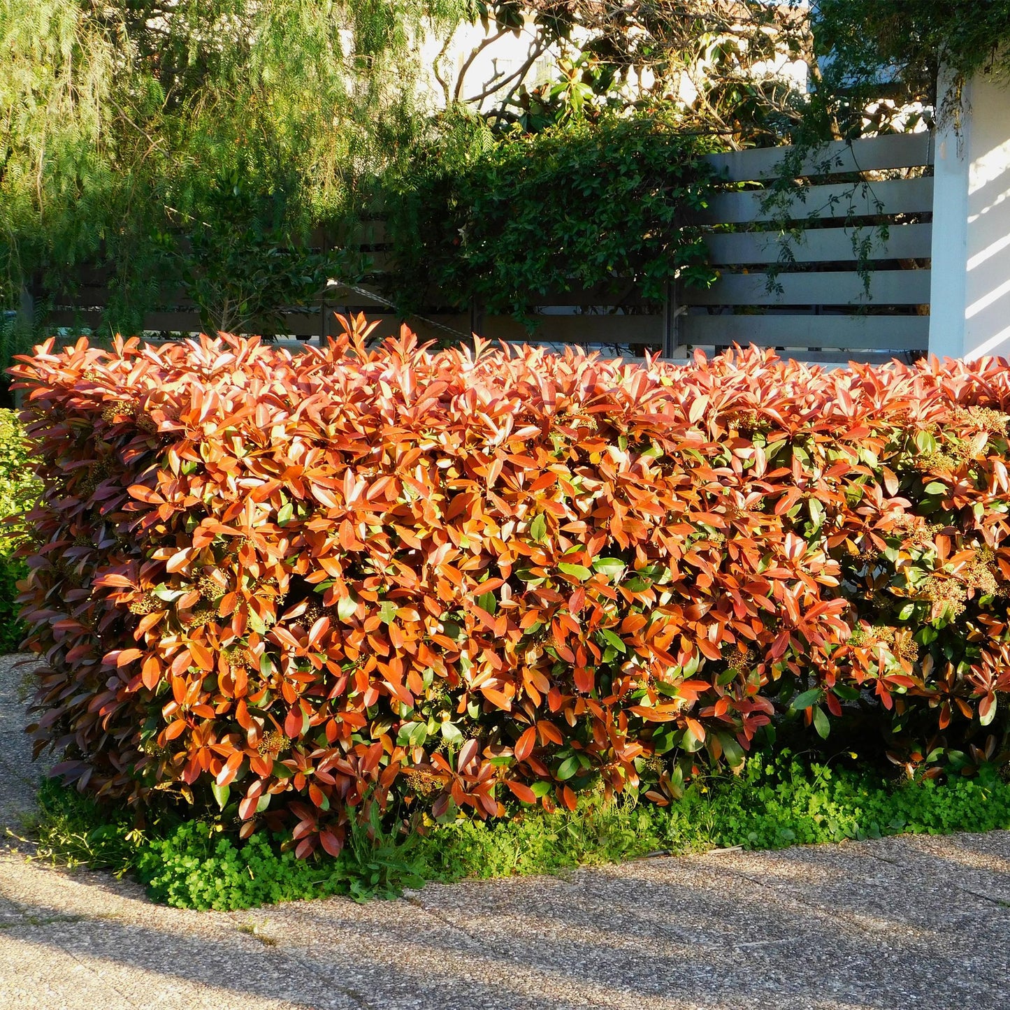 🌿 Photinia ‘Little Red Robin’ | Compacte Haagplant (8 Stuks)