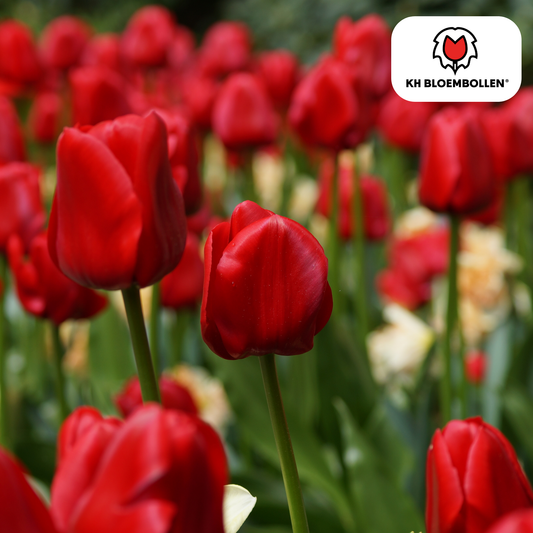 🌷 Tulpenbollen ‘Ile de France’ – Dieprode Tulp (20 Stuks)