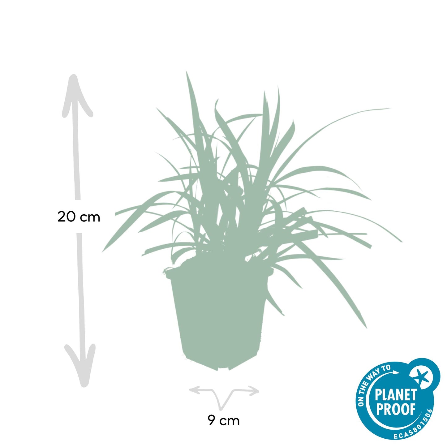 🌿 Carex ‘Irish Green’ – Wintergroene Bodembedekker (24 stuks)