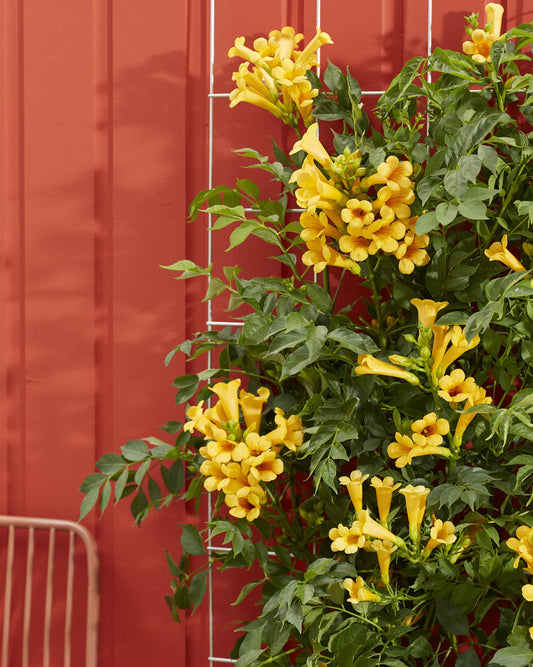 🌼 Campsis Summer Jazz ‘Gold Trumpet’ – Gele Trompetklimmer | (2 stuks)