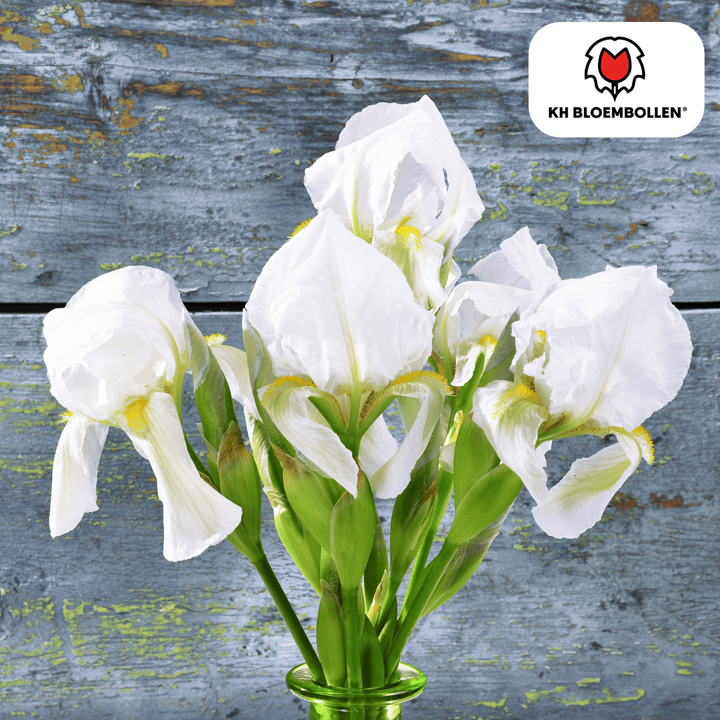 🌸  Iris hollandica ‘Alaska | Stralend Wit & Bijenlokker (25 stuks)