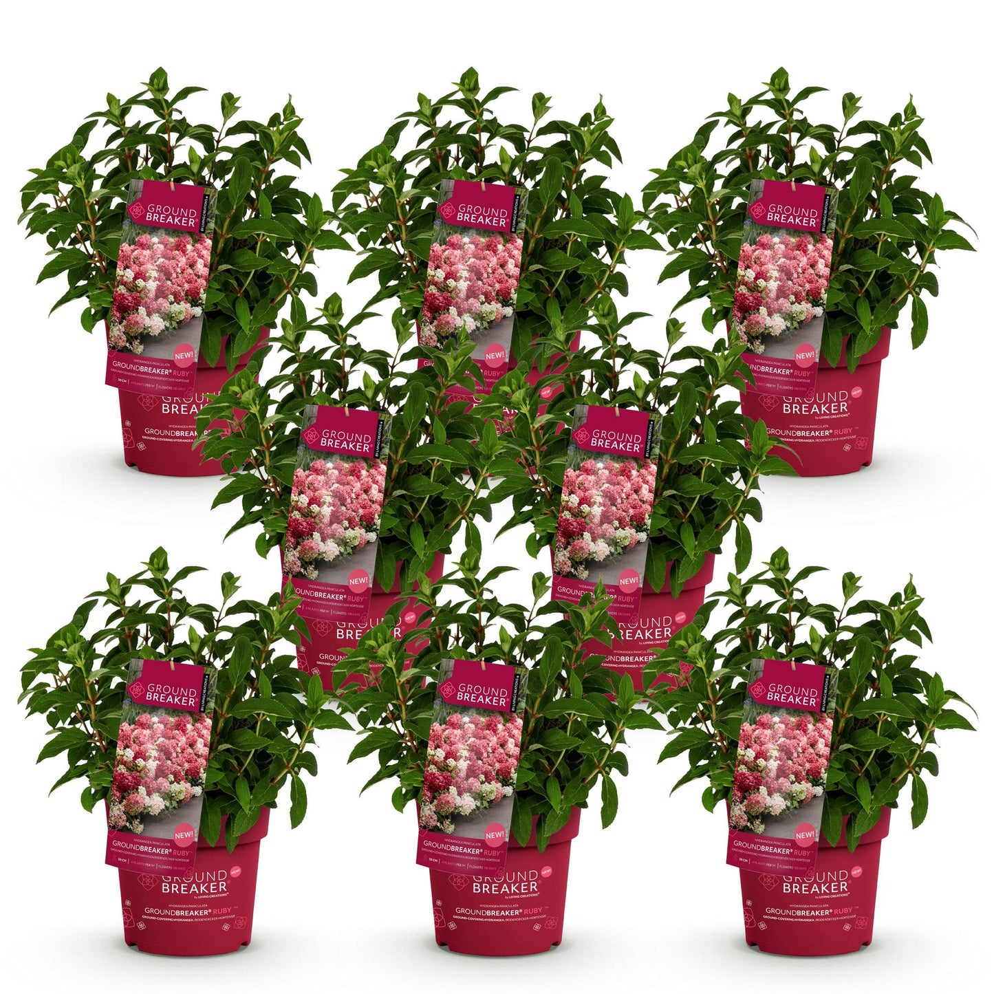 🌺 Hydrangea paniculata 'Groundbreaker Ruby' – Pluimhortensia | (8 stuks)