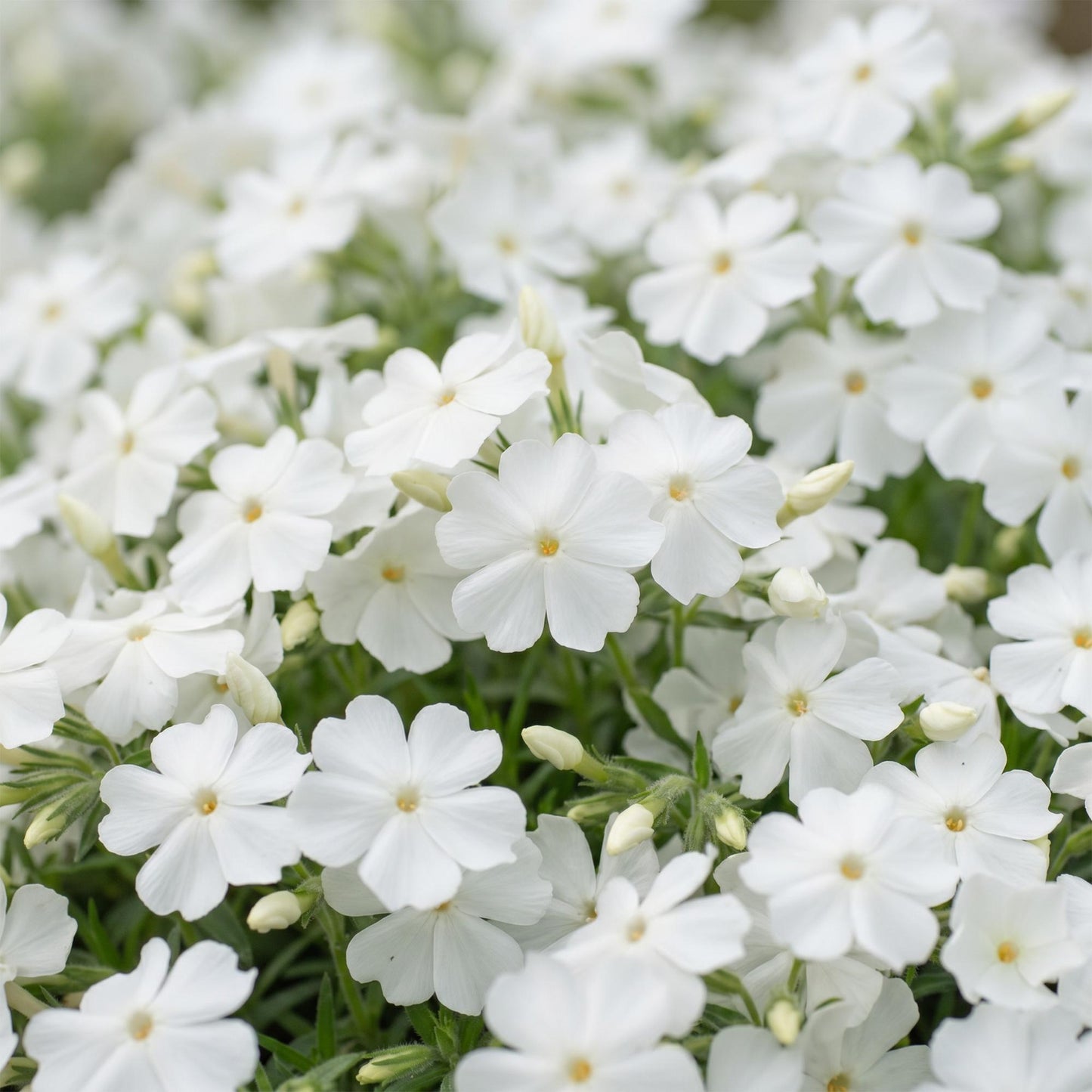 🌿 Phlox subulata 'Maischnee' – Witte Vlambloem | 3 stuks
