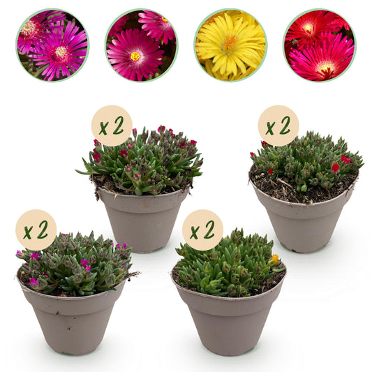 🌸 Bodembedekker Delosperma Mix | Winterharde IJsbloem Mix (8 stuks)