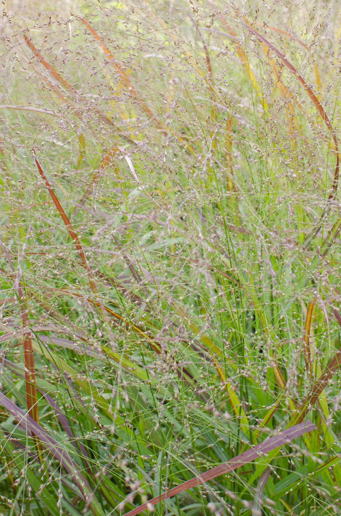 🔥 Panicum virgatum ‘Cheyenne Sky’ – Rood Siergras