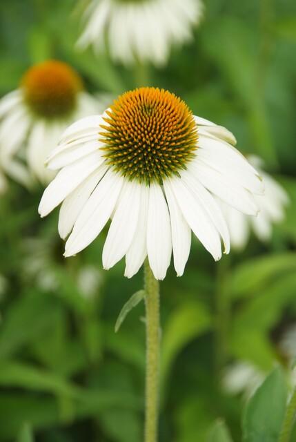 🌸 Echinacea purpurea ‘White Swan’ – Zonnehoed (6 Stuks)