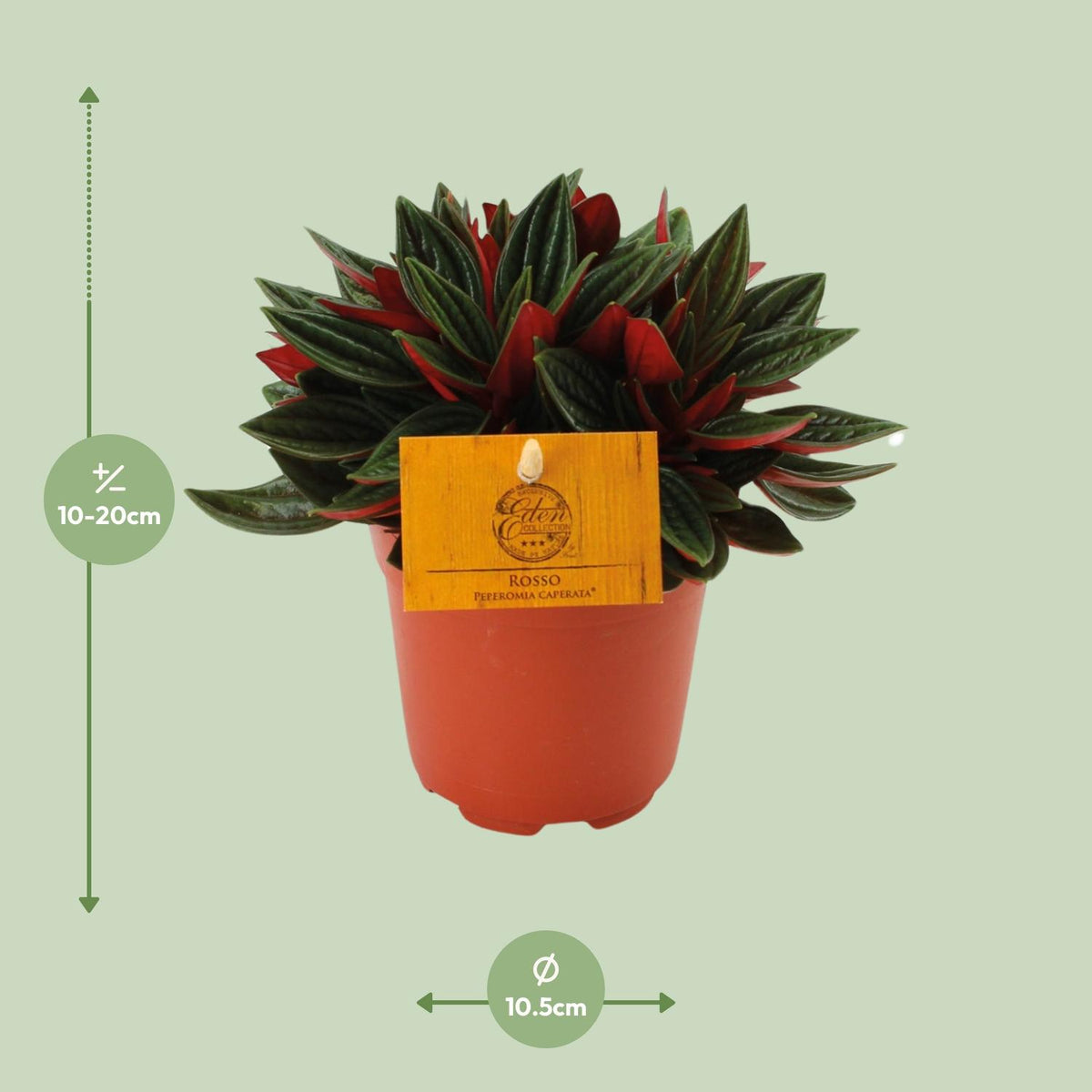 🌿 Peperomia Caperata ‘Rosso’