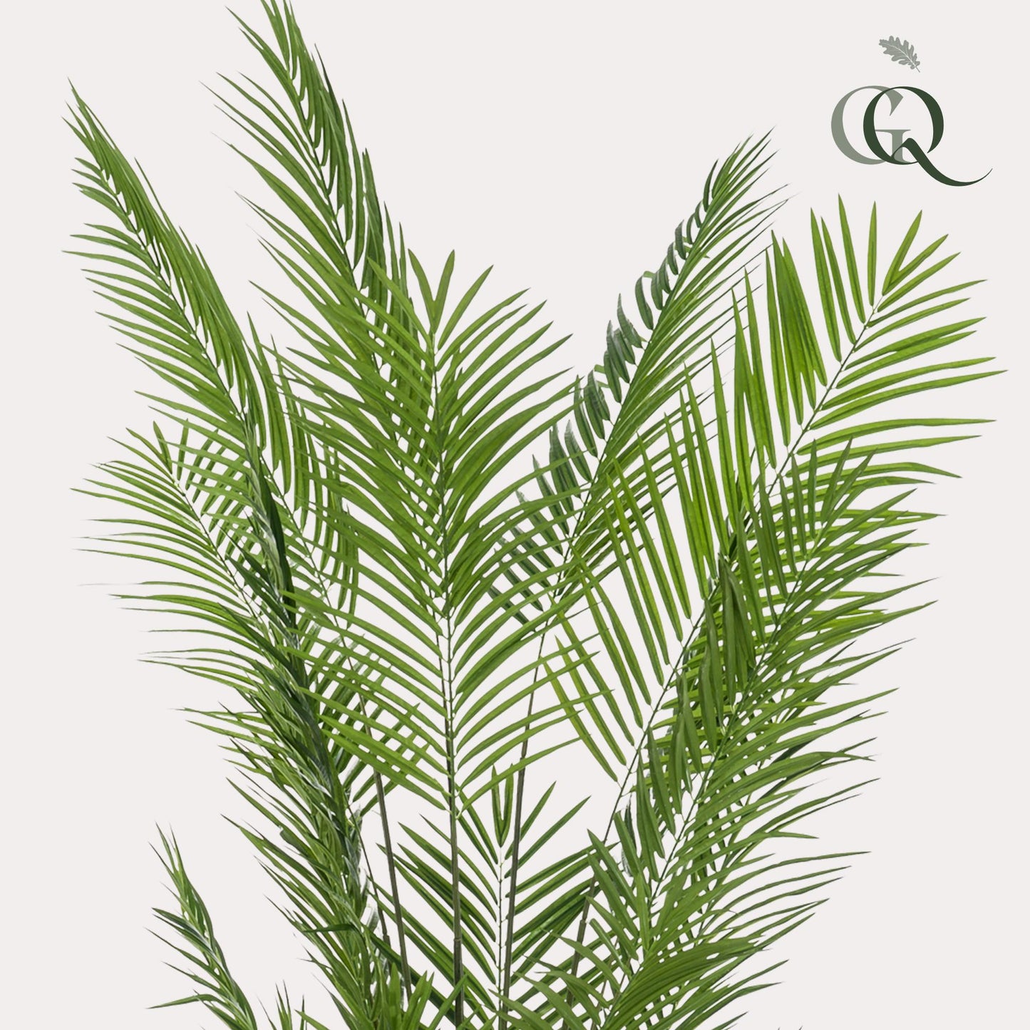 🌴 Areca Goudpalm – Dypsis lutescens Kunstplant
