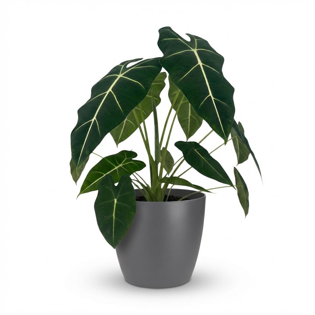 🌿 Alocasia Frydek – met Grijze Pot