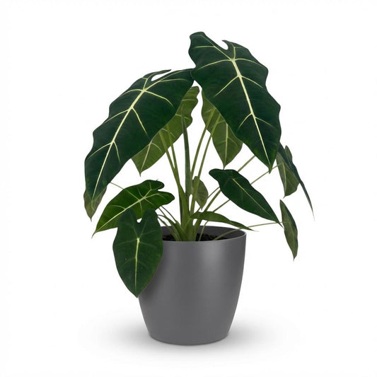 🌿 Alocasia Frydek – met Grijze Pot