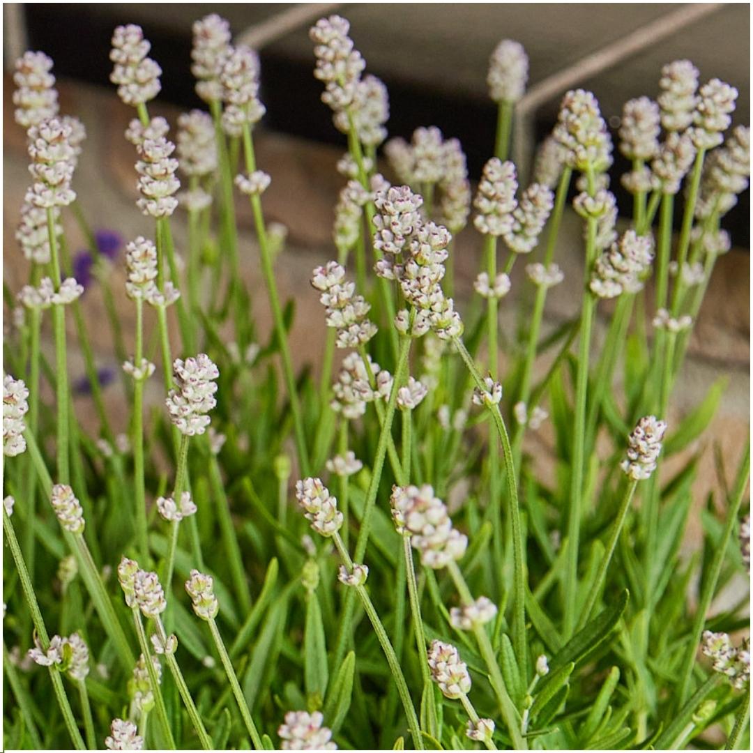 🤍 Lavandula angustifolia ‘White’ – Witte Lavendel (48 Stuks)