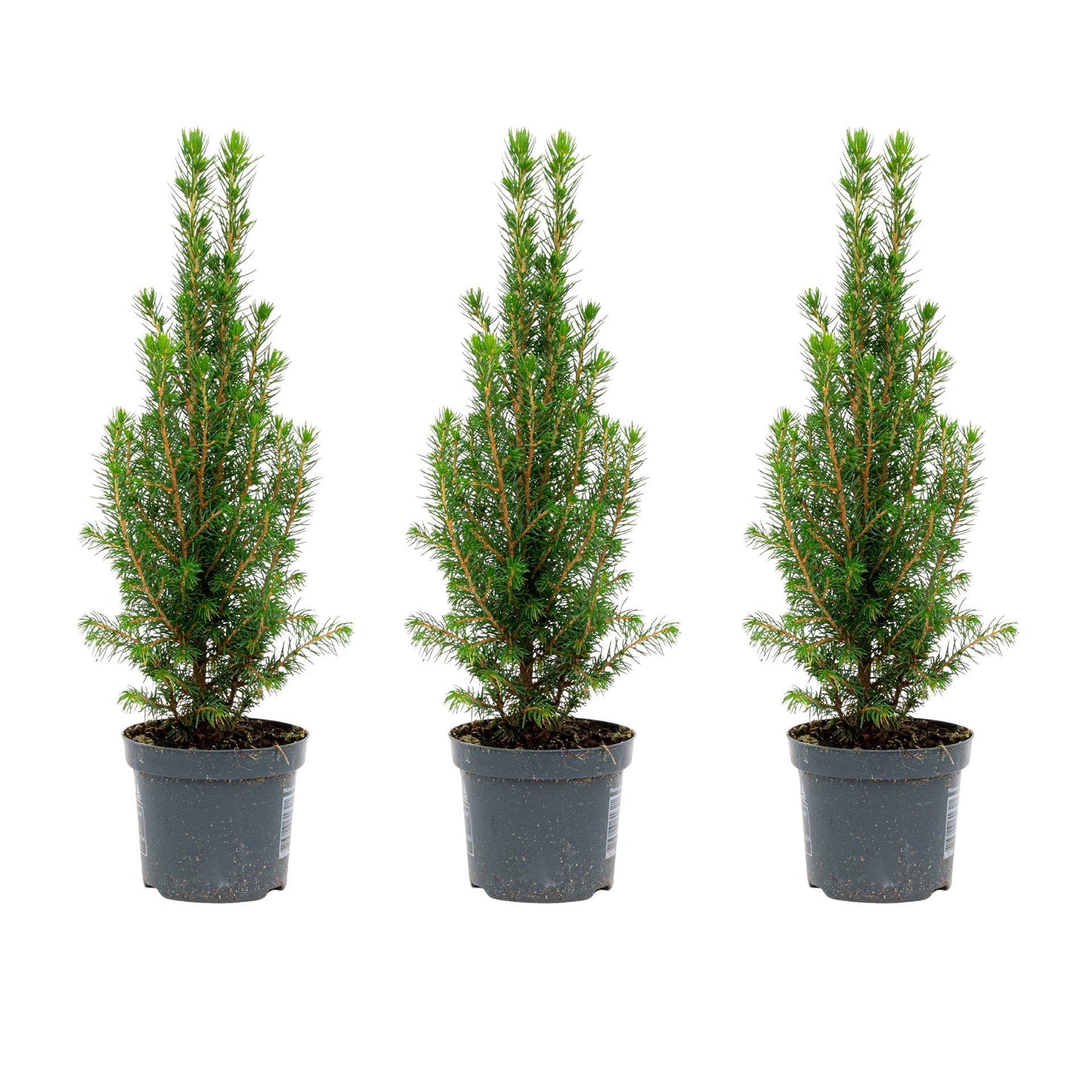 🌲 Picea glauca ‘Perfecta’ kopen | Compacte Dwergspar (3 Stuks)
