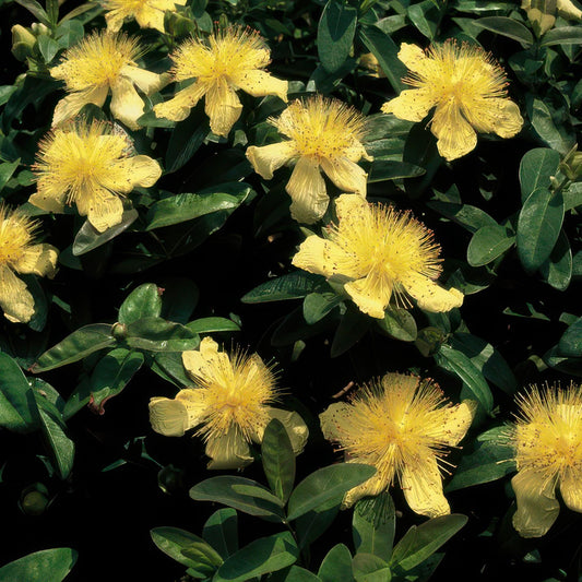 🌿 Hypericum calycinum – Winterharde Geelbloeiende Bodembedekker (24 stuks)