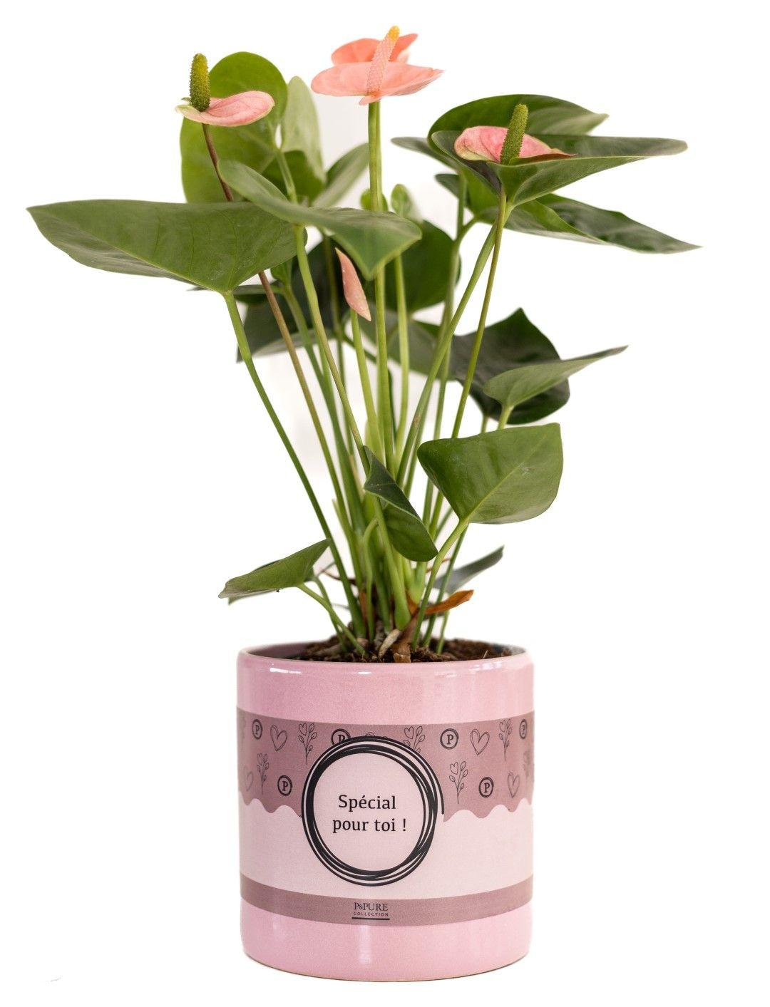 🌸 Anthurium Pink (Spirit) – In P&PURE “SPECIAL POUR TOI”