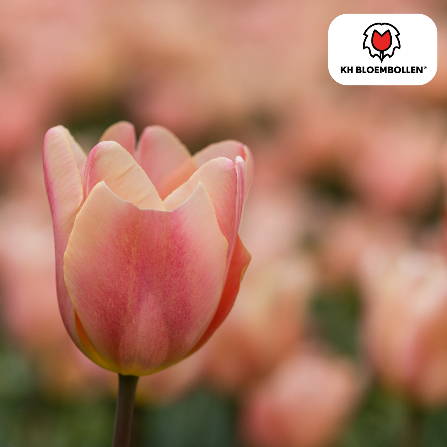 🌷 Tulpenbollen ‘Apricot Foxx’ – Zalmroze Grootbloemige Tulp (20 Stuks)