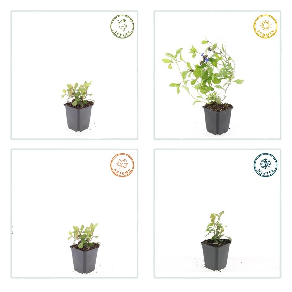 🌿 Ceratostigma plumbaginoides – Winterharde Bodembedekker met Blauwe Bloei (24 stuks)