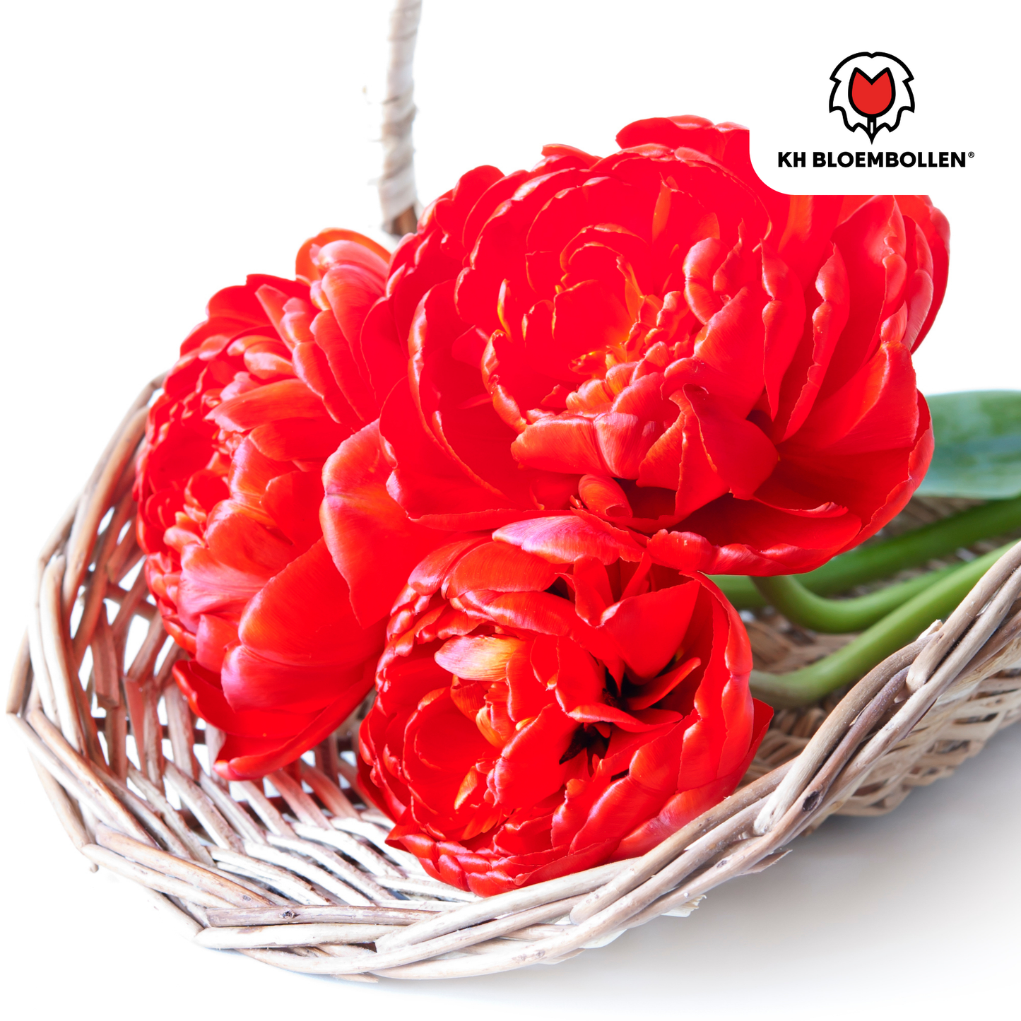 🌷 Tulpenbollen ‘Bombastic Red’ – Rode Dubbelbloemige Pioentulp (20 Stuks)