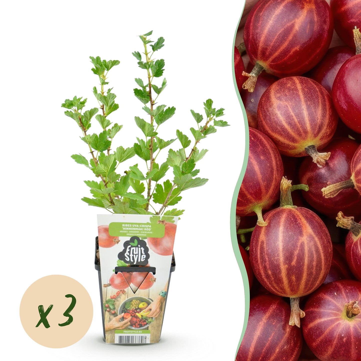 🍒 Kruisbes ‘Hinnonmäki Röd’ – Ribes uva-crispa | (3 stuks)