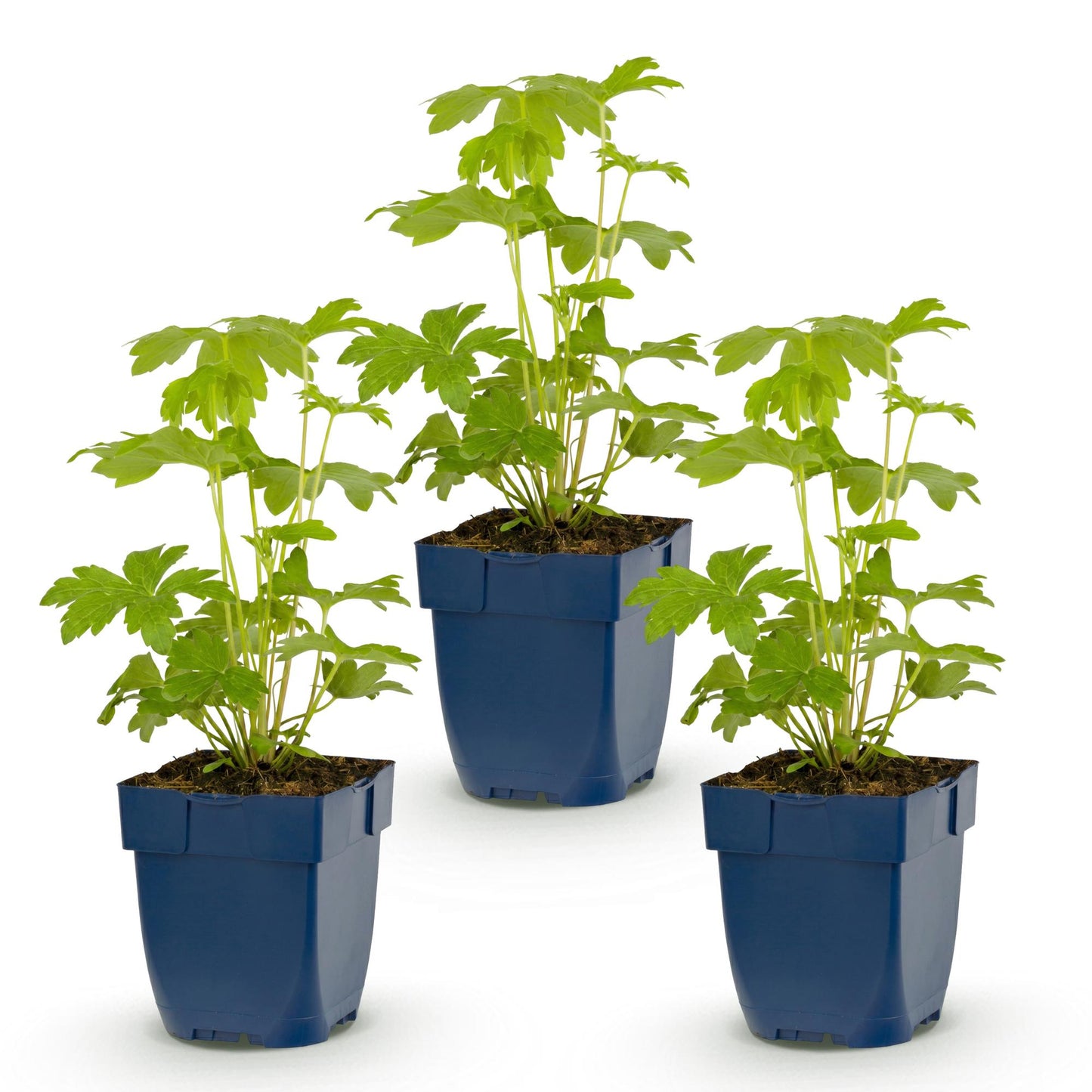 🌿 Delphinium (Pacific) 'Astolat' – Ridderspoor | 3 stuks