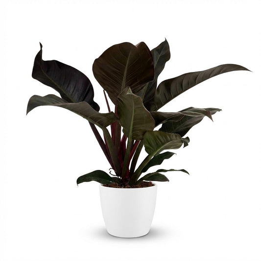 🌿 Philodendron ‘Imperial Red’ | Rode Blikvanger met Witte Pot