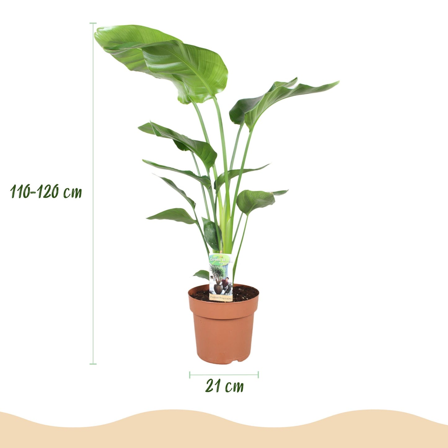🌿 Strelitzia nicolai – Paradijsvogelplant
