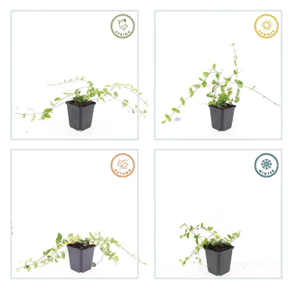 48x Vinca minor ‘Blue and Gold’ – Bodembedekker – ↕10-25 cm – Ø9 cm