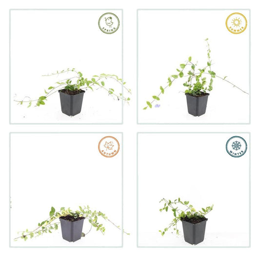 48x Vinca minor ‘Blue and Gold’ – Bodembedekker – ↕10-25 cm – Ø9 cm