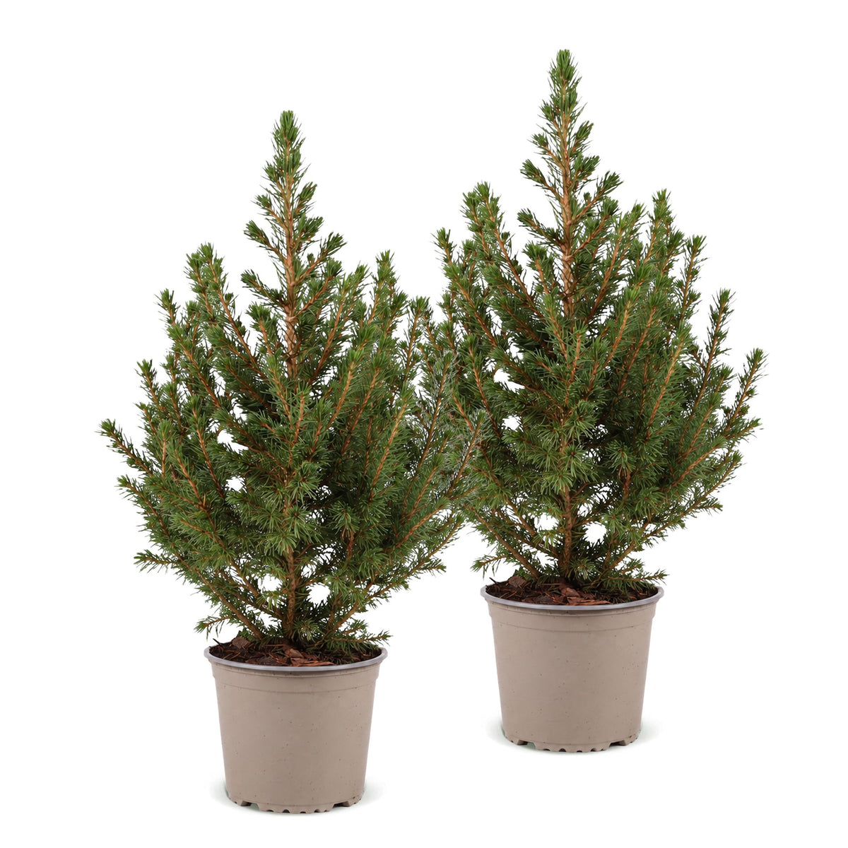 🎄 Picea glauca ‘Conica’ – Groene kegelspar | (2 stuks)