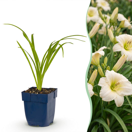 🌿 Hemerocallis 'Arctic Snow' – Crèmekleurige Daglelie | 3 stuks