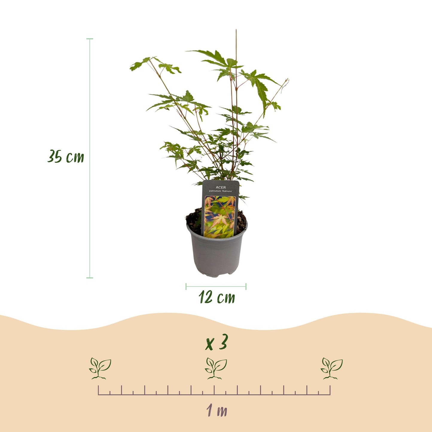 🍁 Acer palmatum ‘Sangokaku’ – Japanse Esdoorn Groen (3 stuks)