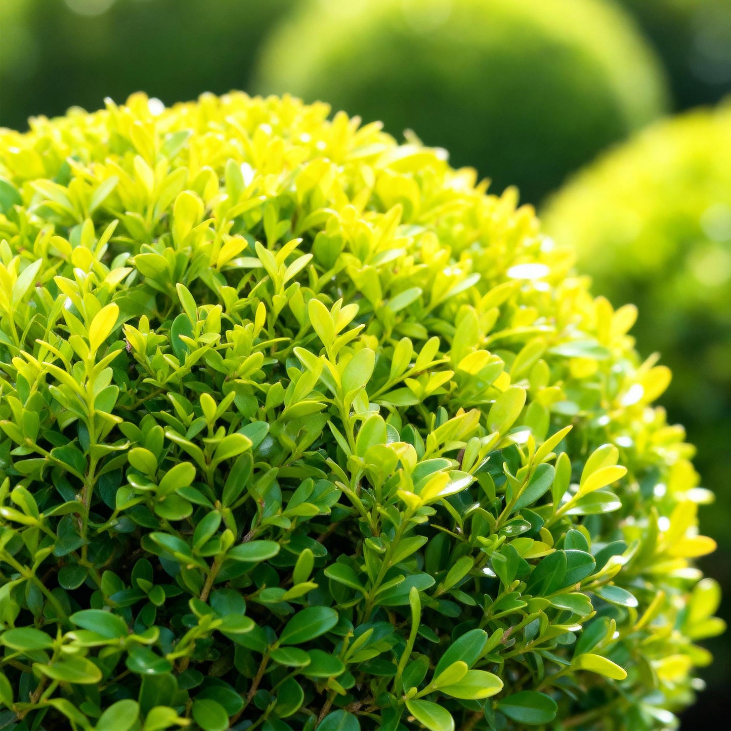 🌿 BetterBuxus ‘Skylight’ | Sterke Buxus Bol (2 Stuks)