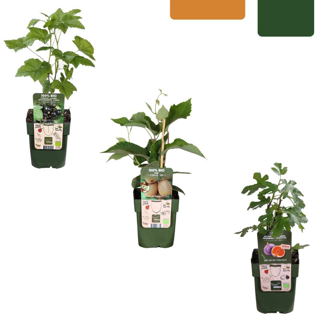 🍓 BIO Fruitplanten Mix ‘Zoete Oogst’ (3 Stuks)