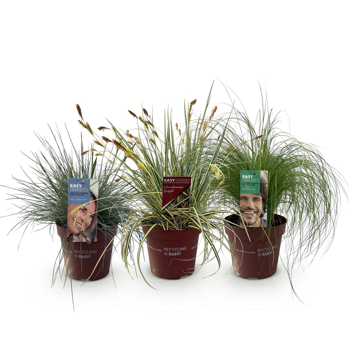 🌾 Siergrassen Mix – Blauw, Geel & Groen | (3 stuks)