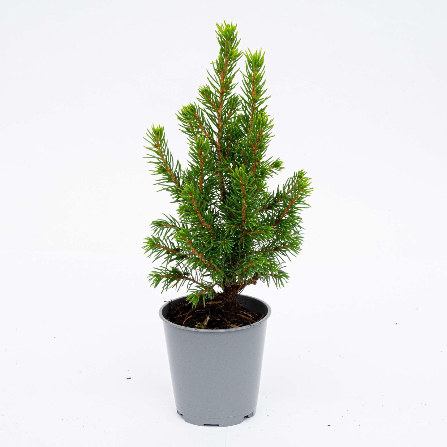 🌲 Picea glauca ‘Perfecta’ kopen | Compacte Dwergspar (3 Stuks)