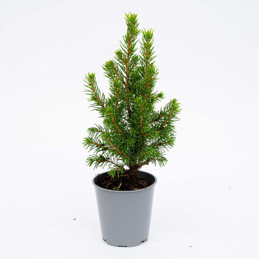 🌲 Picea glauca ‘Perfecta’ kopen | Compacte Dwergspar (3 Stuks)