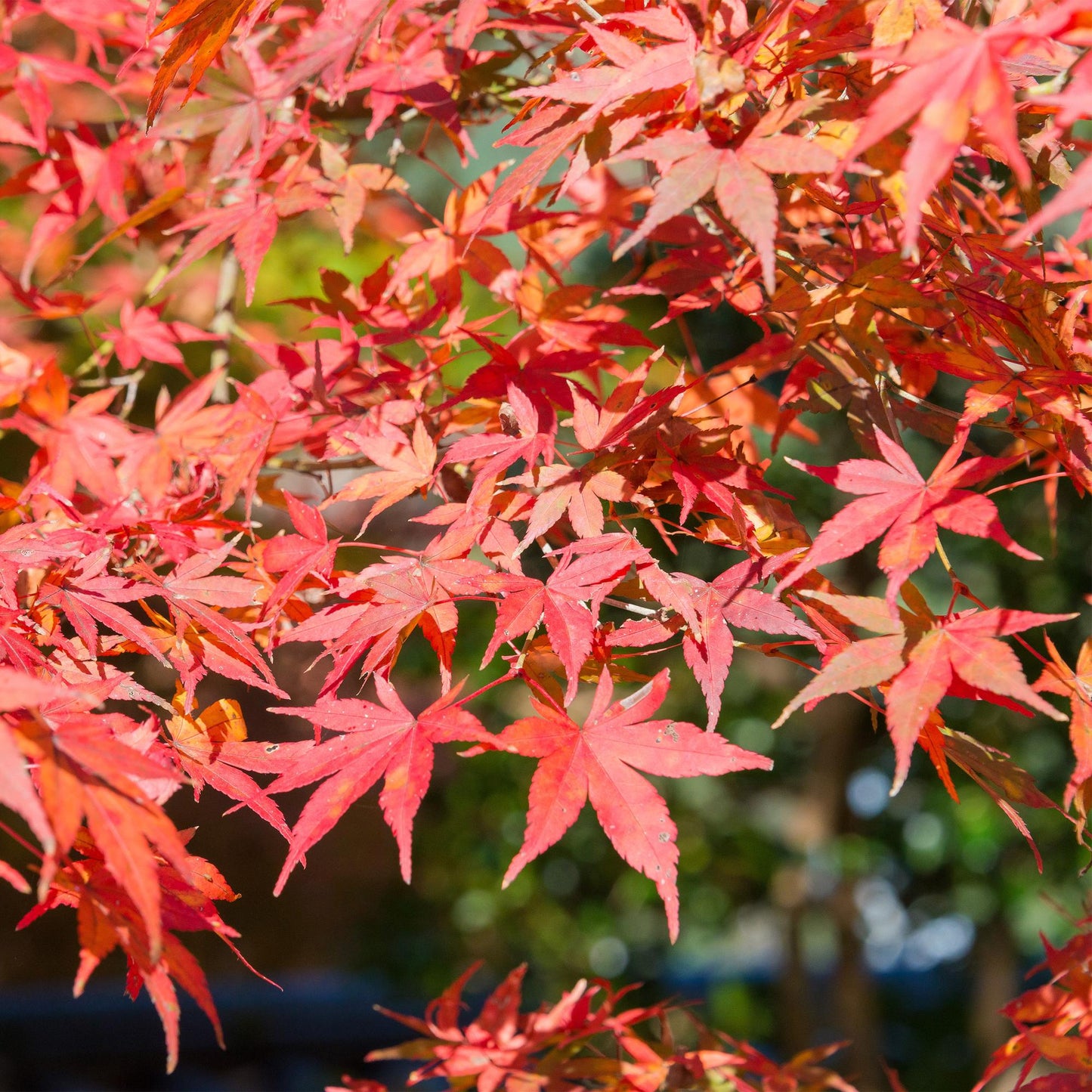 🌳 Acer palmatum ‘Shaina’ – Japanse Esdoorn (2 Stuks)
