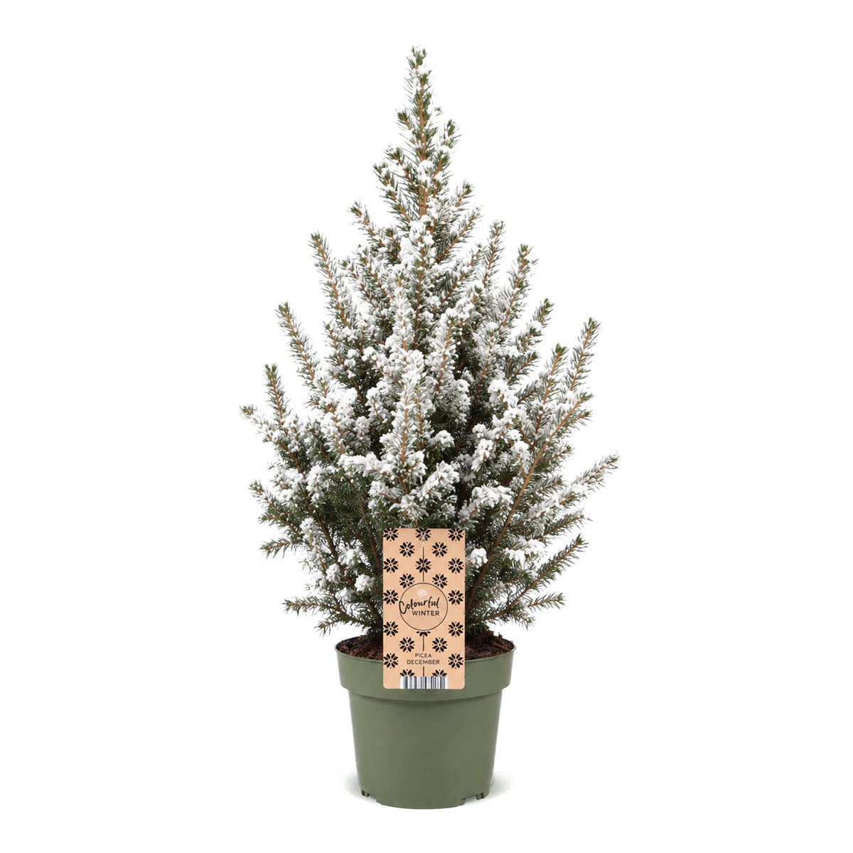 🎄 Picea glauca ‘Conica’ – Kegelspar met witte winteraccenten