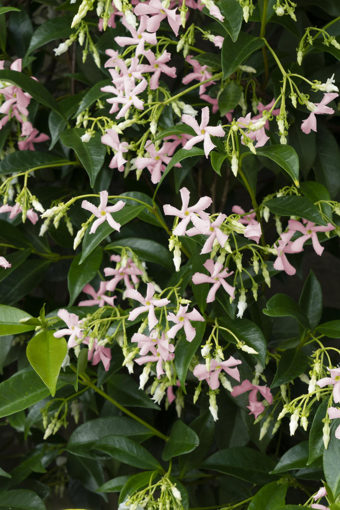 🌸 Trachelospermum ‘Star of Ibiza’ – Toscaanse Jasmijn Roze