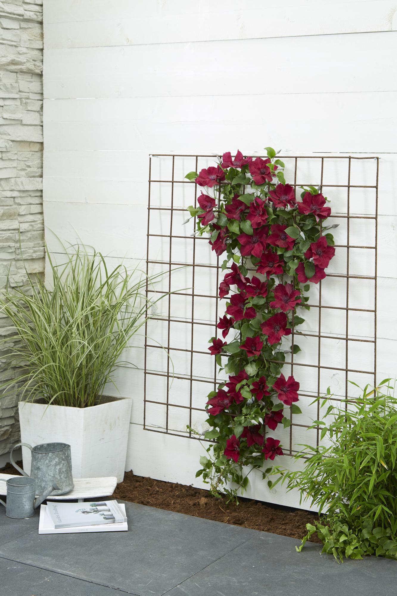 ❤️ Clematis ‘Nubia’ – Clematis Evison Rood