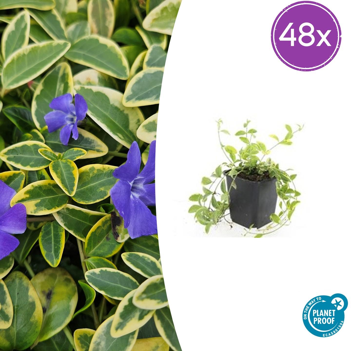 🌿 Vinca minor ‘Aureovariegata’ – Winterharde Geelbonte Bodembedekker (48 stuks – ca. 4–8 m²)