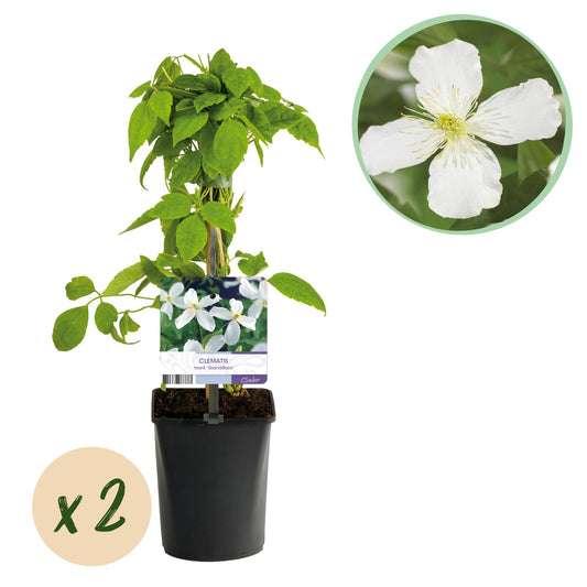 🤍 Clematis montana ‘Grandiflora’ – Witte Bosrank | (2 stuks)