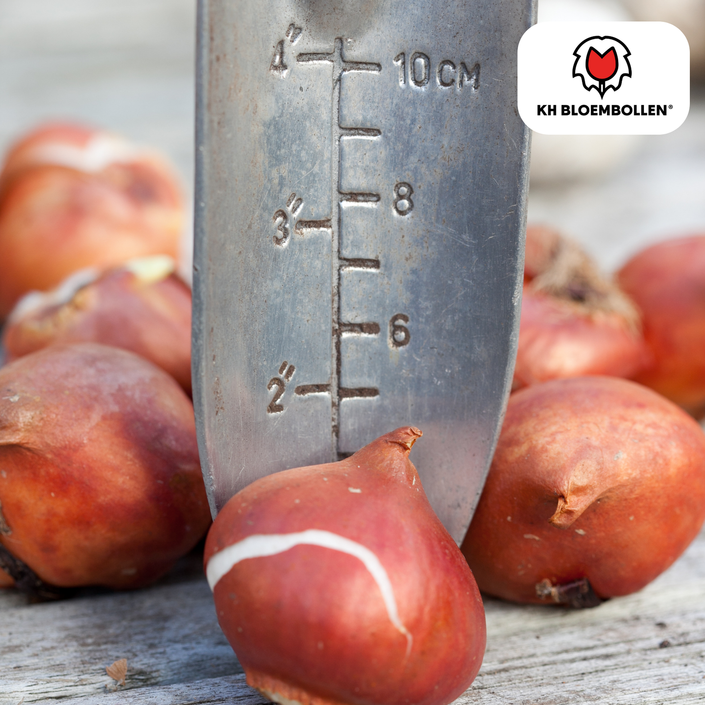 🌷 Tulpenbollen ‘Sun Frillz’ – Gele Tulp met Kartelrand (20 Stuks)