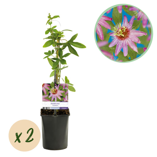 🌸 Passiflora 'Anastasia' – Roze Passiebloem (2 stuks)